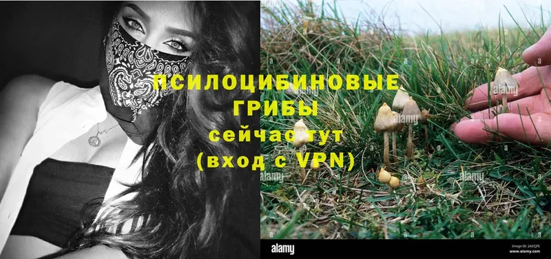 где продают наркотики  blacksprut tor  Псилоцибиновые грибы Magic Shrooms  Ивантеевка 